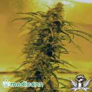 Medicann Seeds Black Blood